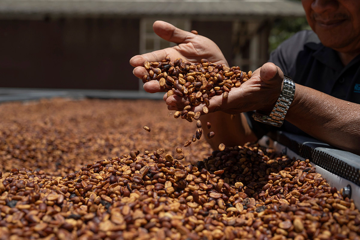 Lerida_Coffe_Workers_-47